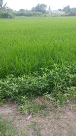 23-rice-field-thumb.jpg